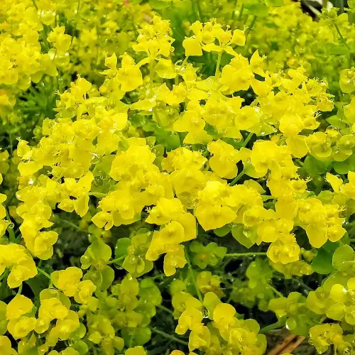 Wolfsmilch, gelb, rotlaubig